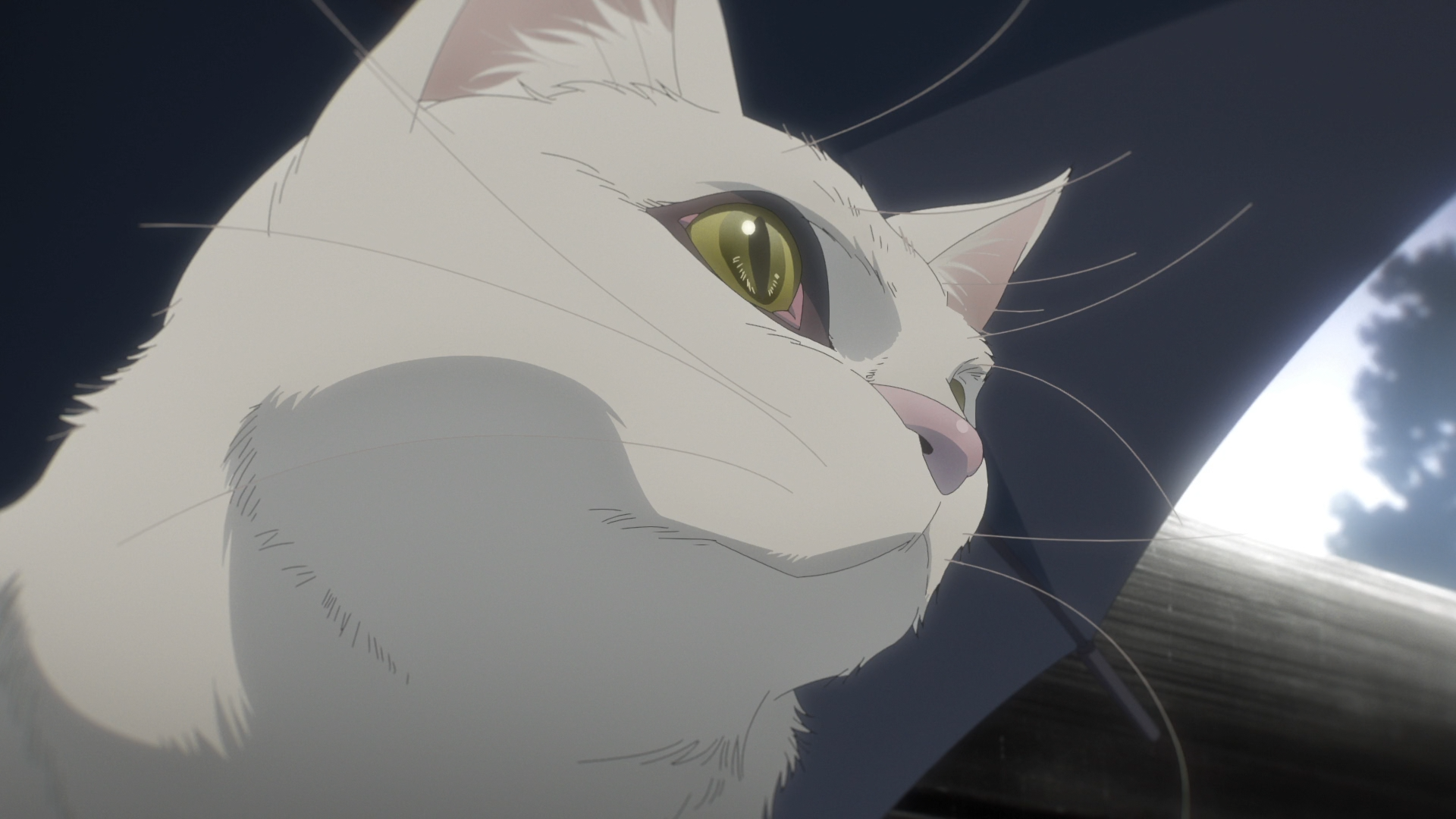 Omoi, Omoware, Furi, Furare (Ñyuum)